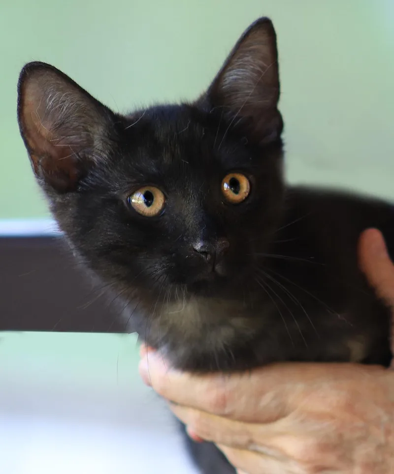 A baby medium-sized male Domestic Short Hair cat named Batman for adoption in North Fort Myers, FL