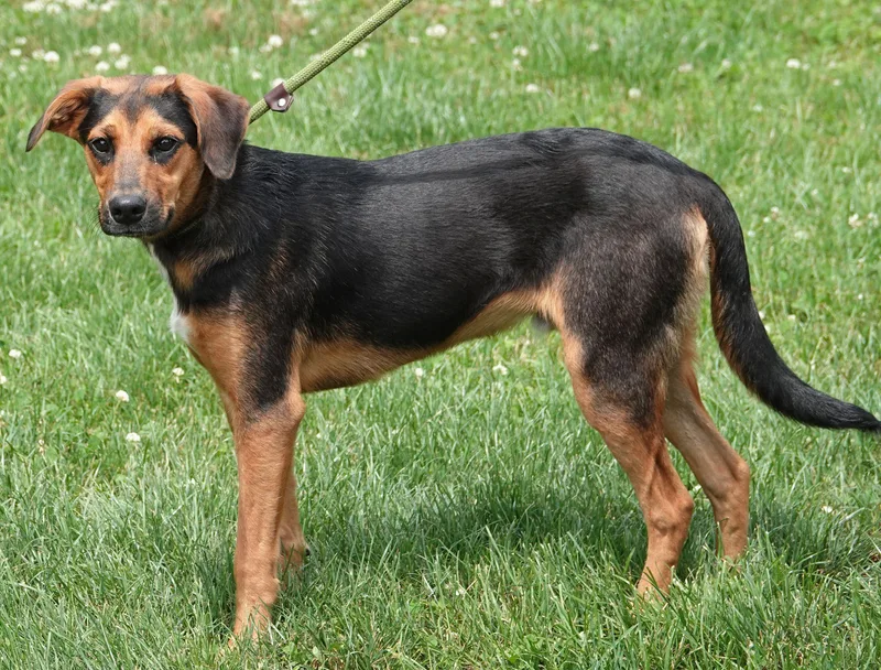 A young medium-sized male Brown / Chocolate Hound dog named Dew for adoption in Millfield, OH