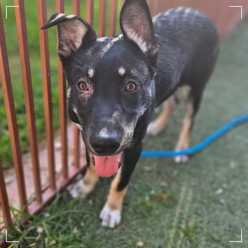 A baby small-sized female Black German Shepherd Dog dog named Opal for adoption in Upland, CA
