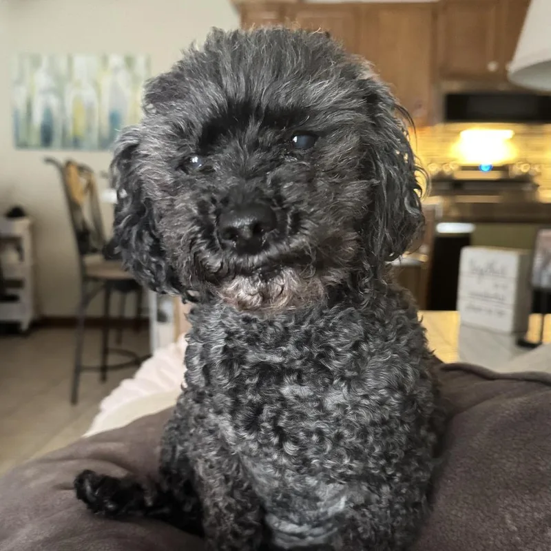 A senior small-sized female Poodle (Toy) dog named Romina for adoption in Bristol, IN