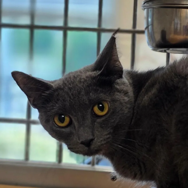 A young medium-sized female Gray / Blue / Silver Domestic Short Hair cat named Jade Plant for adoption in Chatham, VA