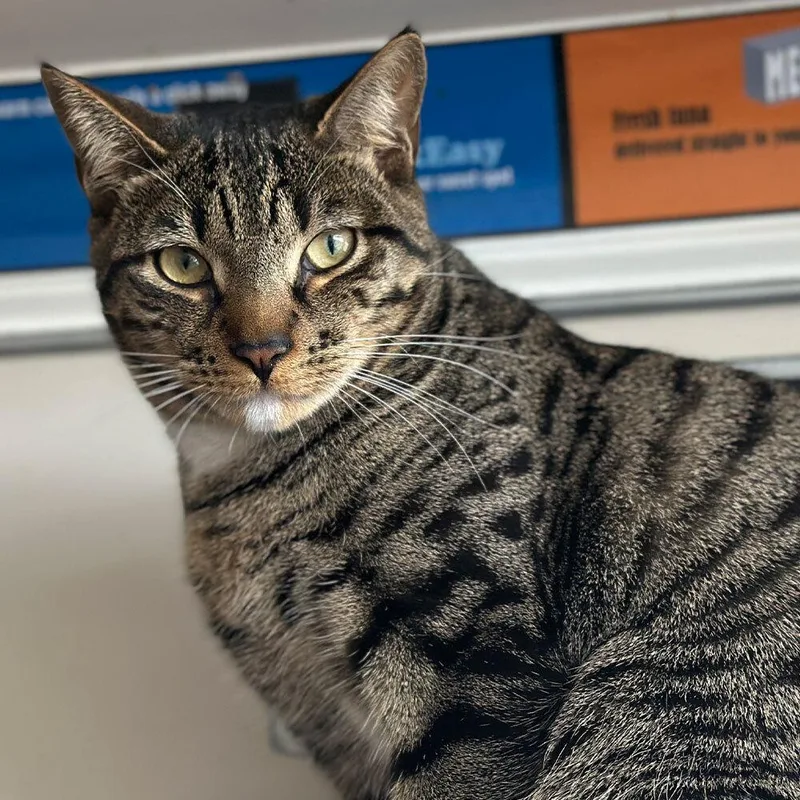 A young small-sized male Domestic Short Hair cat named Clam for adoption in Port Washington, NY