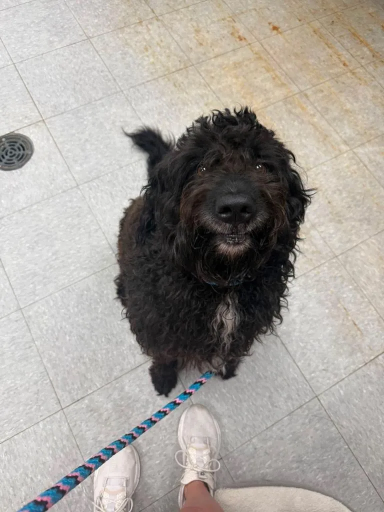 An adult medium-sized male Poodle dog named Stewie for adoption in Sorrento, LA