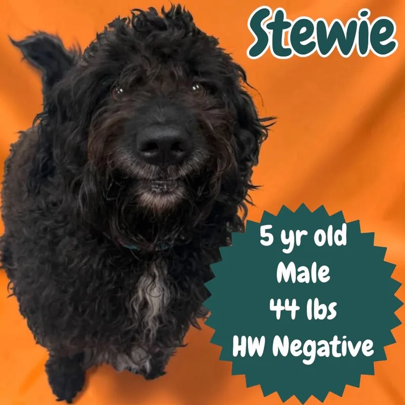 Stewie thumbnail 2