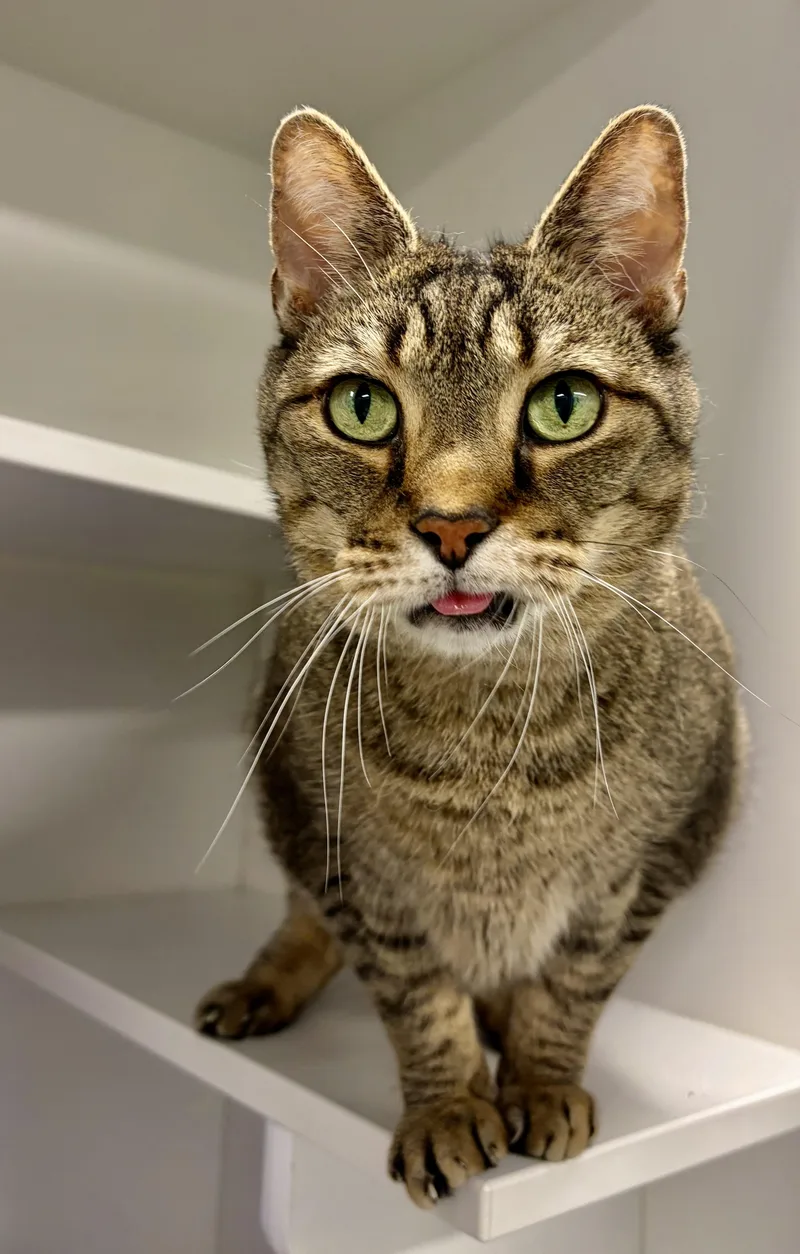 An adult medium-sized male Tabby (Buff / Tan / Fawn) Domestic Short Hair cat named Bangy for adoption in Plainfield, IL