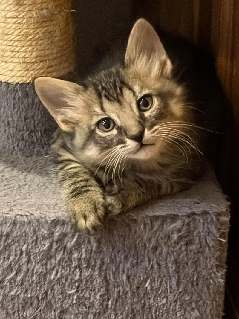 A baby small-sized female Tabby (Brown / Chocolate) Domestic Medium Hair cat named Wren for adoption in Saint Charles, MO