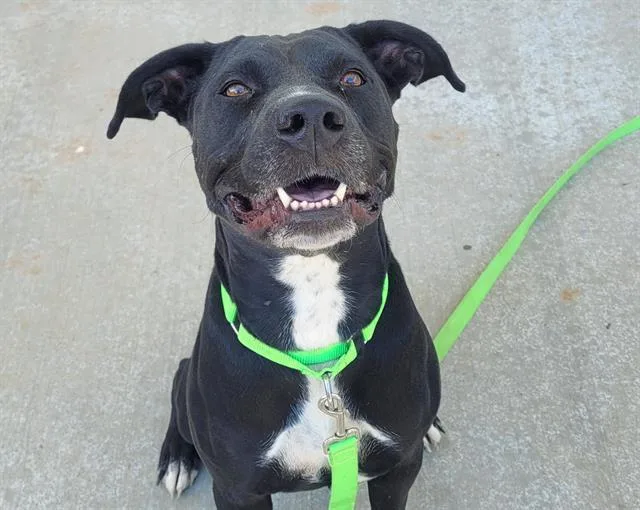 A young large-sized female Pit Bull Terrier dog named Tila for adoption in Tucson, AZ