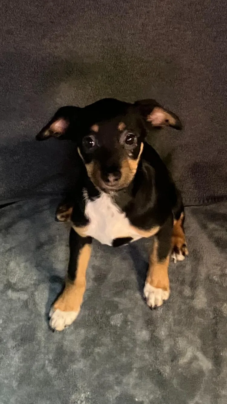 A baby small-sized female Chihuahua dog named Miley for adoption in Medfield, MA