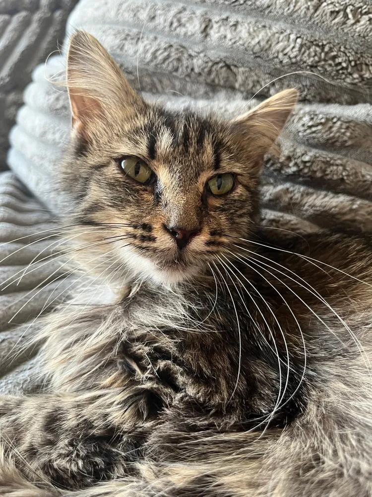 A young small-sized female Domestic Medium Hair cat named Cove for adoption in Chicago, IL
