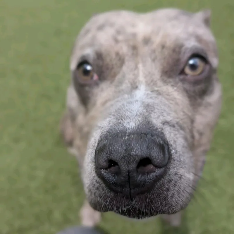 An adult large-sized male Gray / Blue / Silver Bull Terrier dog named Cosmic Brownie for adoption in Greensboro, NC