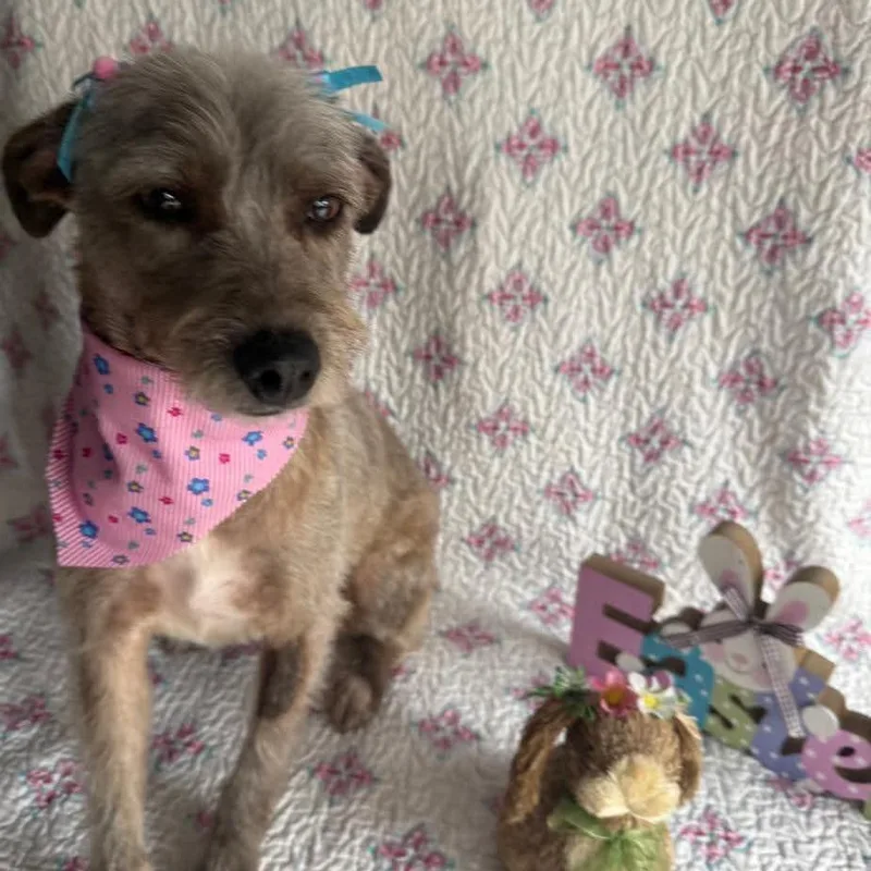 An adult small-sized female Yellow / Tan / Blond / Fawn Wirehaired Terrier dog named Lolita for adoption in San Diego, CA