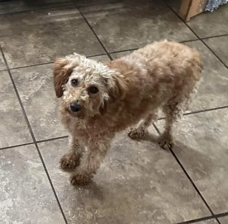 An adult small-sized female Apricot / Beige Labradoodle dog named Penny for adoption in Toledo, OH