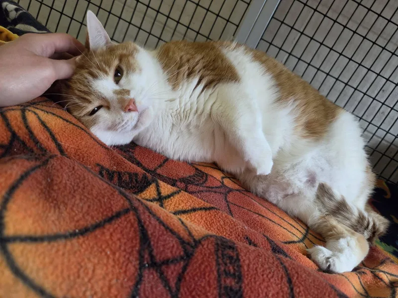 An adult extra large-sized male Orange & White Domestic Short Hair cat named Stocky & Sturdy for adoption in Chilton, WI