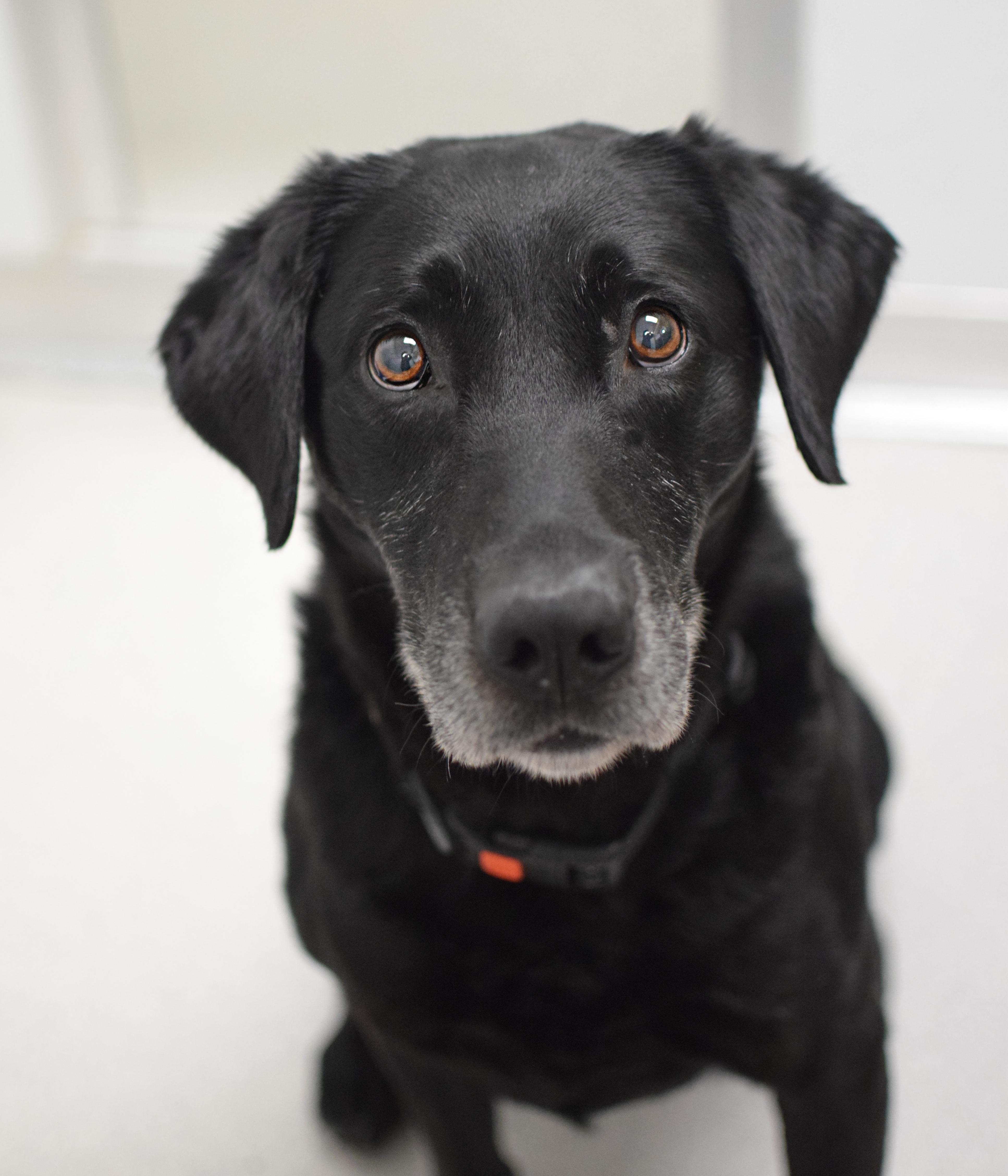 An adult large-sized male Black Labrador Retriever dog named Delta for adoption in Pontiac, MI
