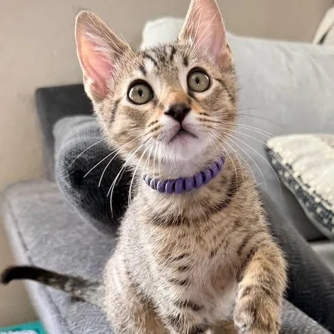 A baby small-sized male Brown / Chocolate Domestic Short Hair cat named Goose for adoption in Pleasanton, CA