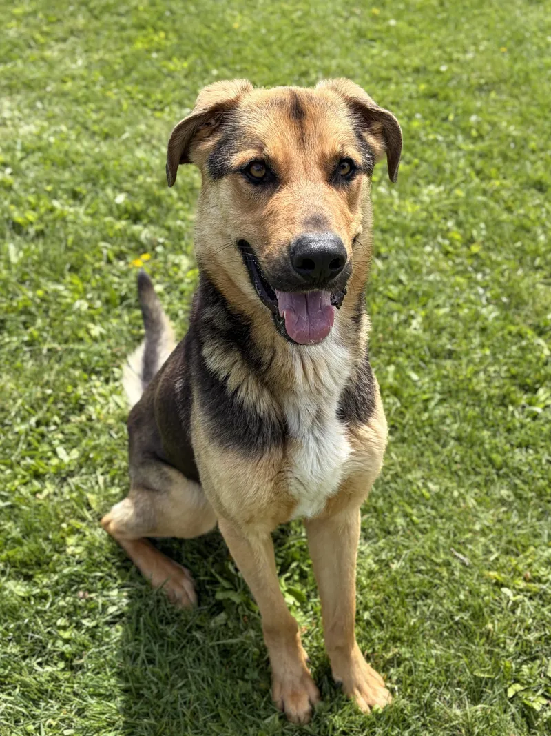 An adult large-sized male German Shepherd Dog dog named Coby for adoption in Jefferson, WI