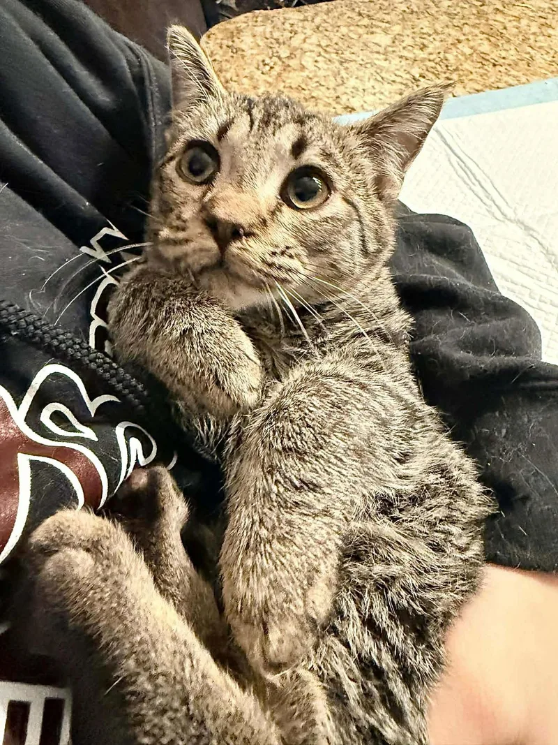 Hitchhiker thumbnail 2