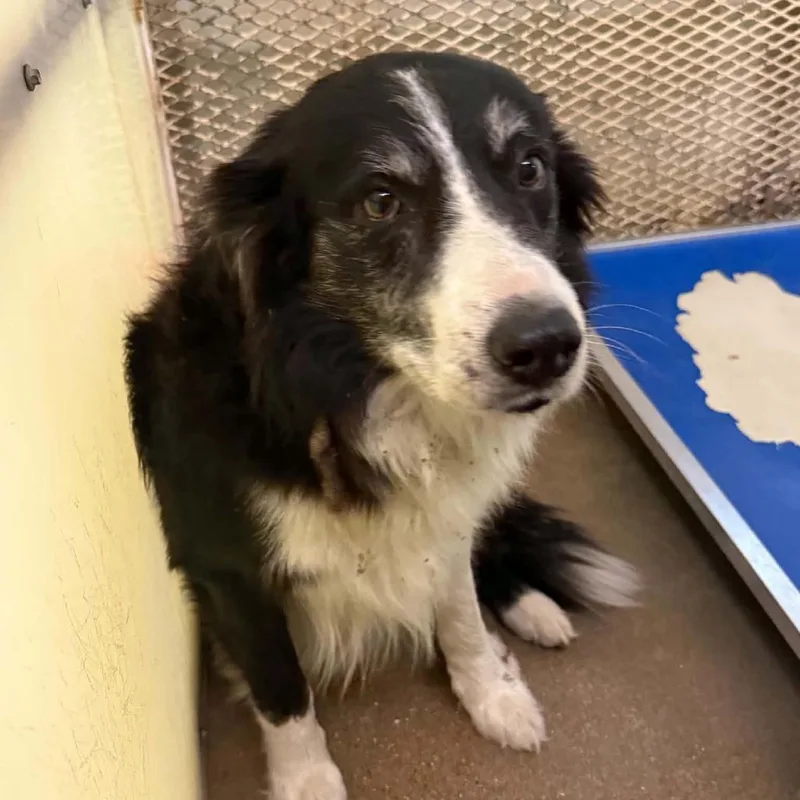 A senior medium-sized male Black Australian Shepherd dog named Archie for adoption in Stephenville, TX