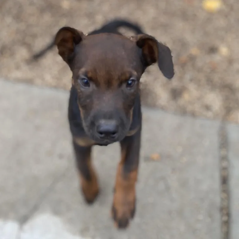 A baby medium-sized male Catahoula Leopard Dog dog named Beetlejuice for adoption in Escondido, CA