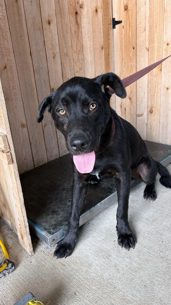 A young medium-sized male Labrador Retriever dog named Batman for adoption in Missouri City, TX