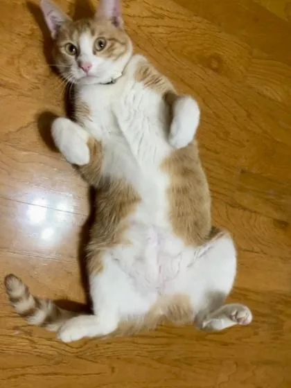 Garfield’s Ex thumbnail 2