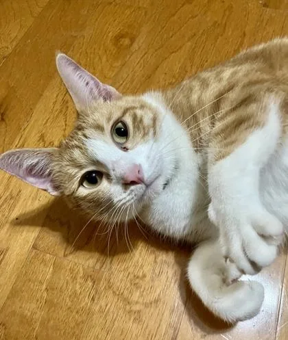 Garfield’s Ex thumbnail 3