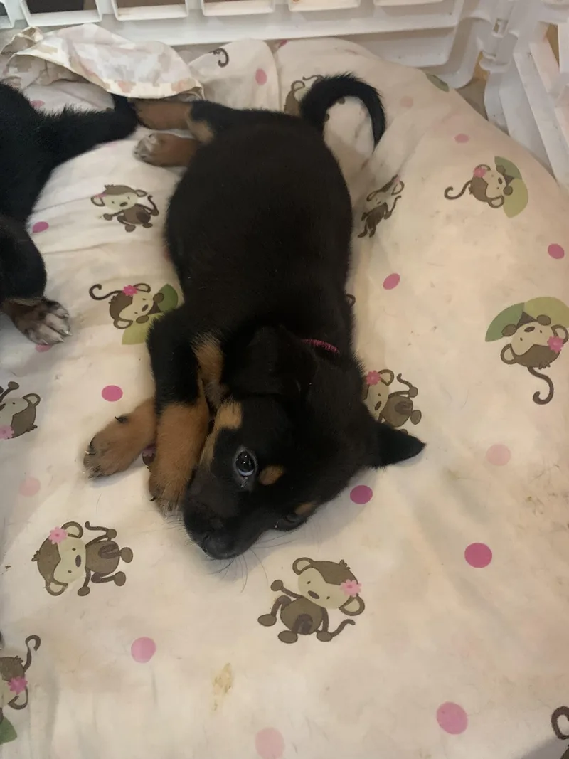 A baby medium-sized female Black and Tan Coonhound dog named Safyre for adoption in Texarkana, TX