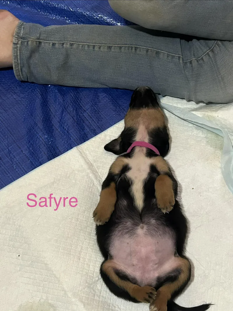 Safyre thumbnail 3