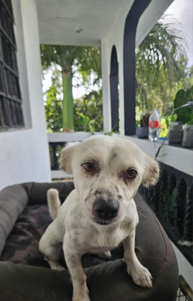 A young small-sized female Cocker Spaniel dog named Stella for adoption in Virginia Beach, VA