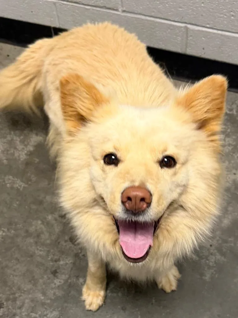 An adult medium-sized female Mixed Breed dog named Sia for adoption in Henderson, NC