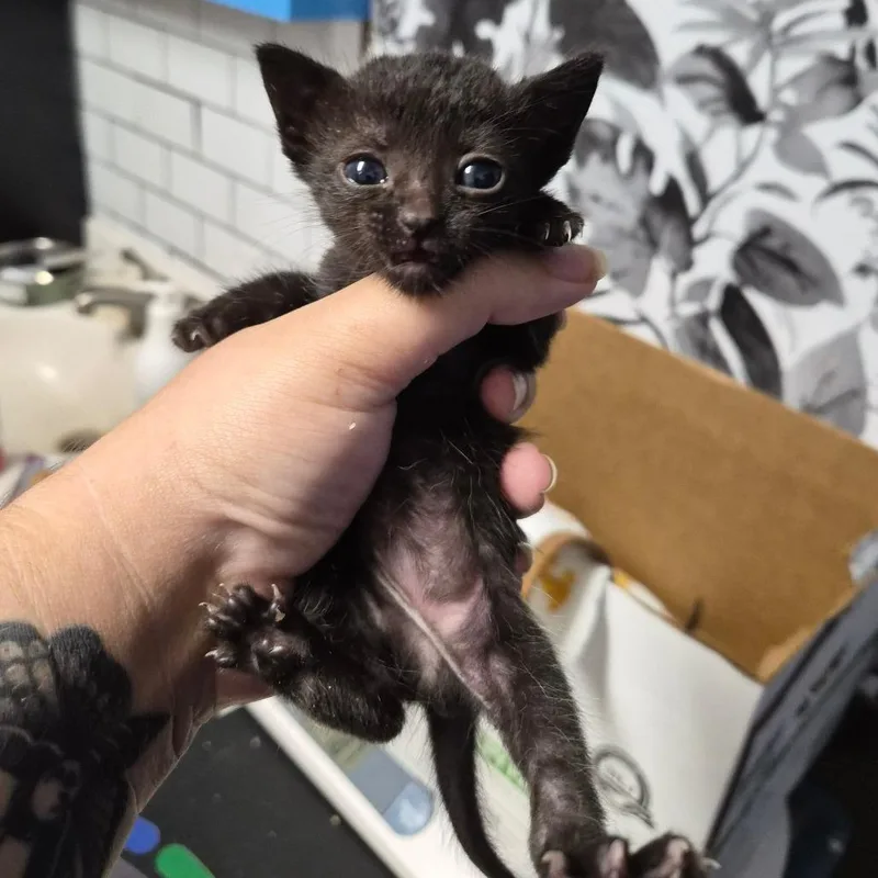 A baby small-sized female Black Domestic Short Hair cat named Hana for adoption in Wahiawa, HI