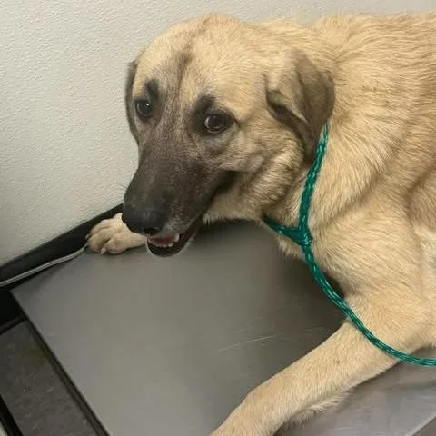 A baby large-sized female Yellow / Tan / Blond / Fawn Pit Bull Terrier dog named Priscilla for adoption in Bastrop, TX