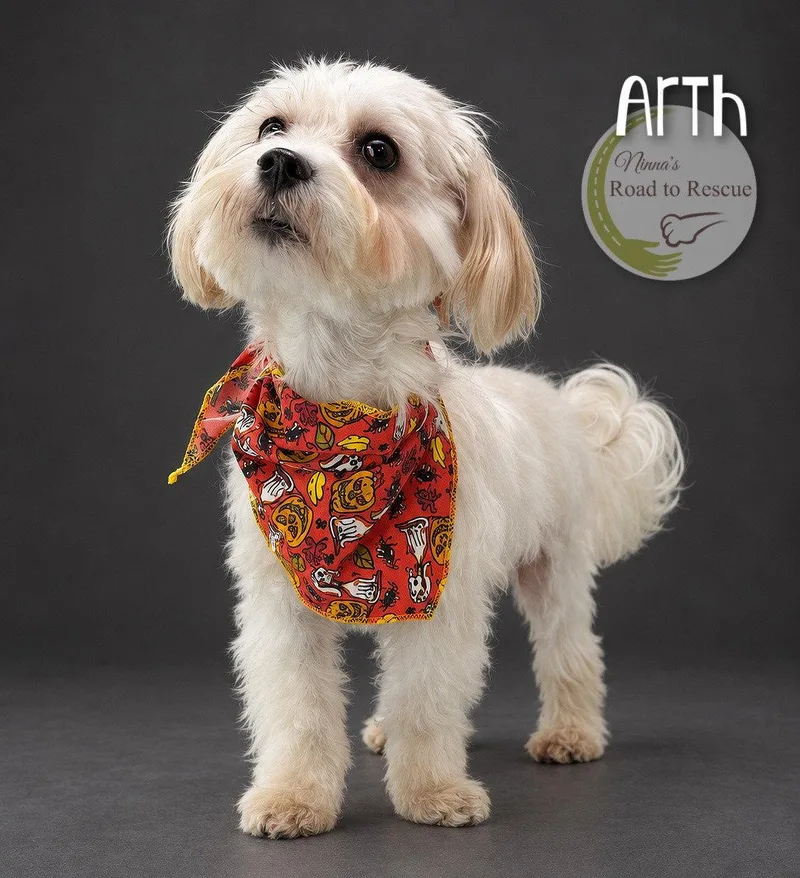 An adult small-sized male Maltese dog named Arth for adoption in Benton, LA