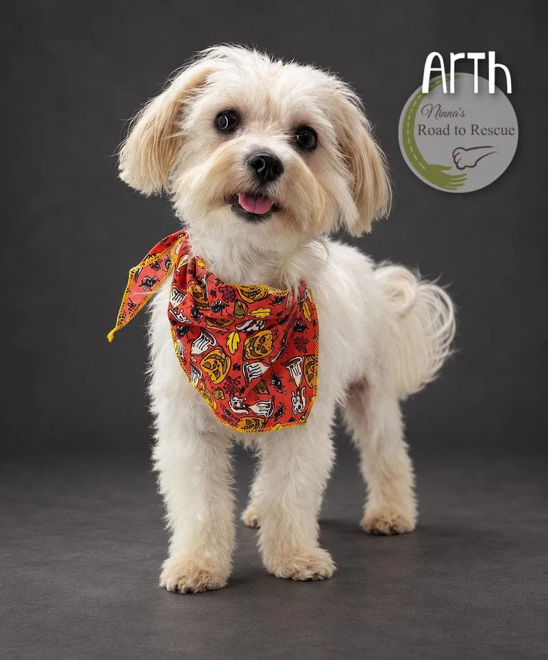 Arth thumbnail 2
