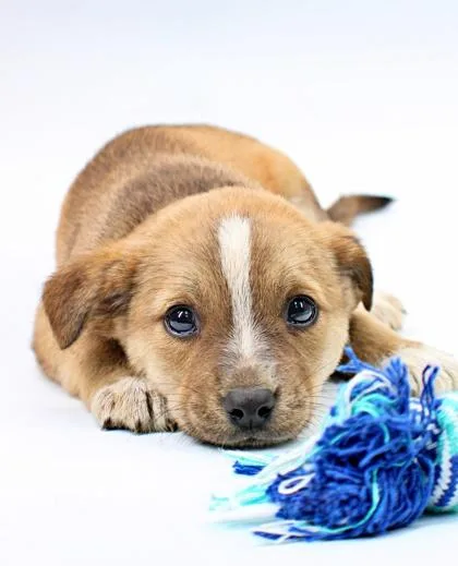 A baby medium-sized male Clumber Spaniel dog named Petrie for adoption in Morton Grove, IL
