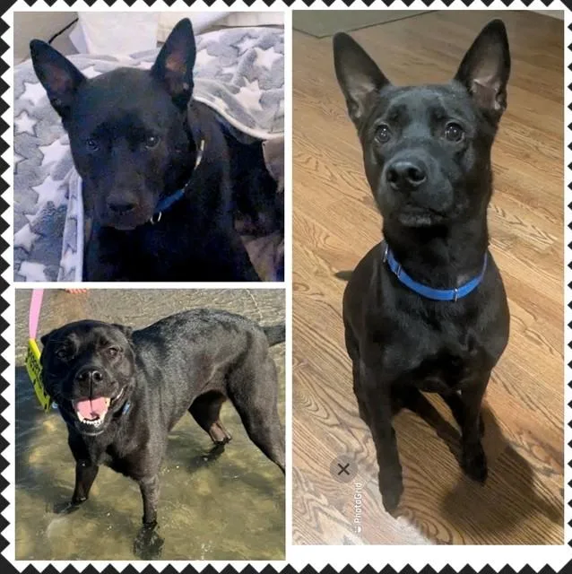 An adult medium-sized female Labrador Retriever dog named Lettie for adoption in Houston, TX