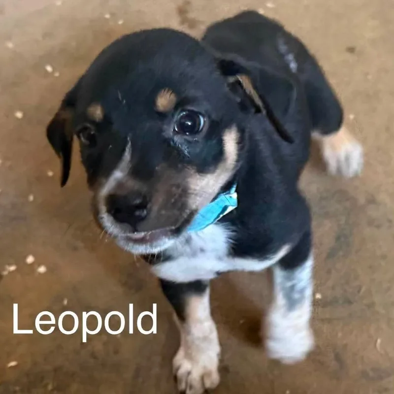 A baby medium-sized male Black Australian Cattle Dog / Blue Heeler dog named Leopold for adoption in Peculiar, MO