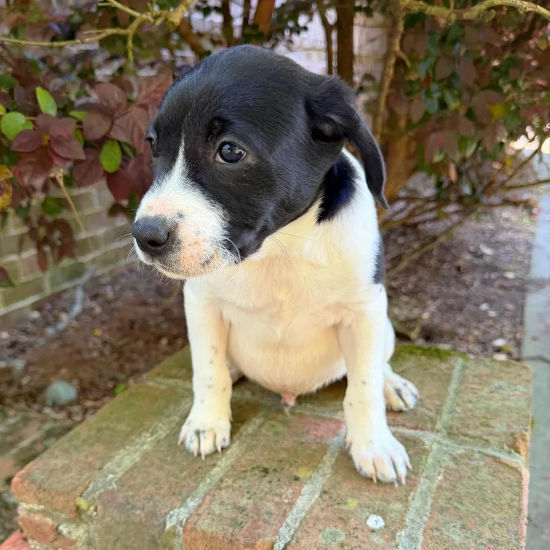 A baby medium-sized male White / Cream Black Labrador Retriever dog named Cotton Eye Joe for adoption in Brownsboro, AL