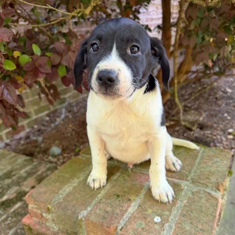 Cotton Eye Joe thumbnail 2