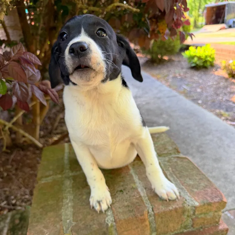 Cotton Eye Joe thumbnail 3