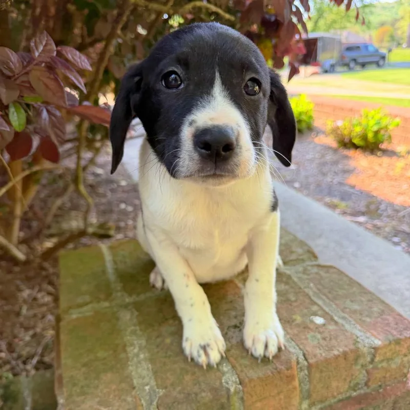 Cotton Eye Joe thumbnail 4