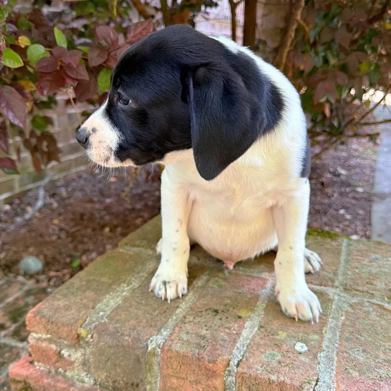 Cotton Eye Joe thumbnail 5