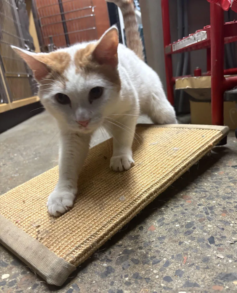 A young medium-sized male Domestic Short Hair cat named Sundance for adoption in Brooklyn, NY