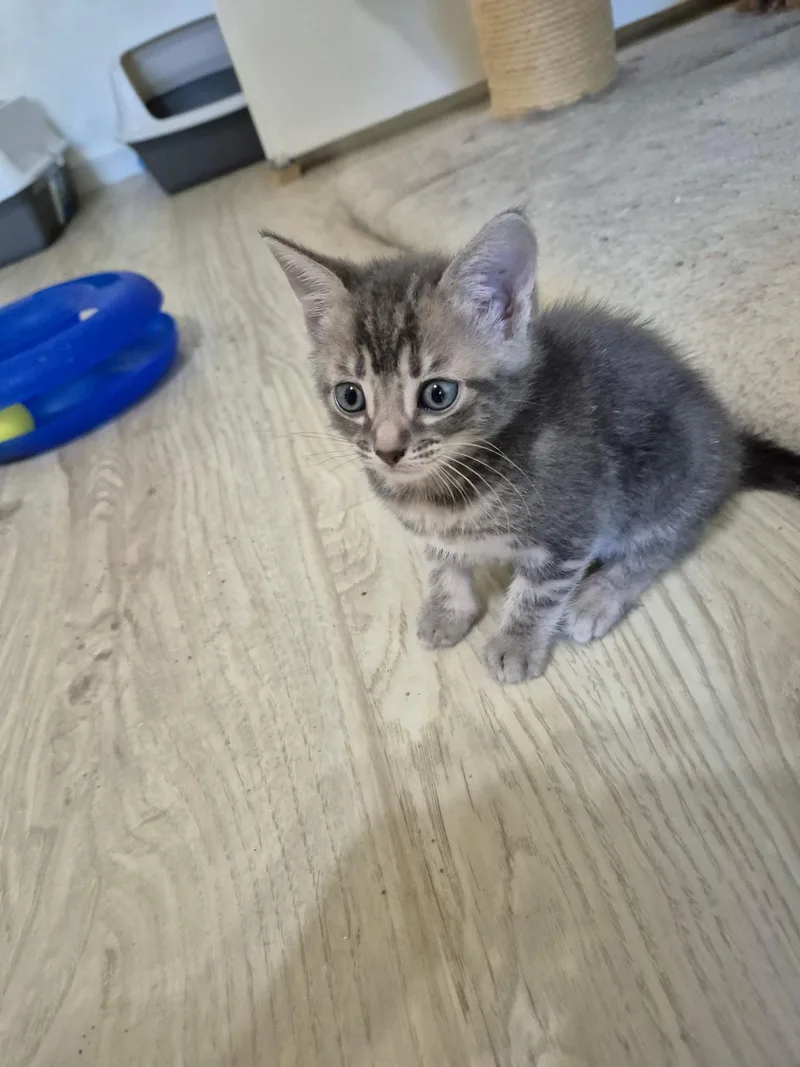 A baby medium-sized male Tabby (Gray / Blue / Silver) Domestic Short Hair cat named Twix for adoption in Philadelphia, PA