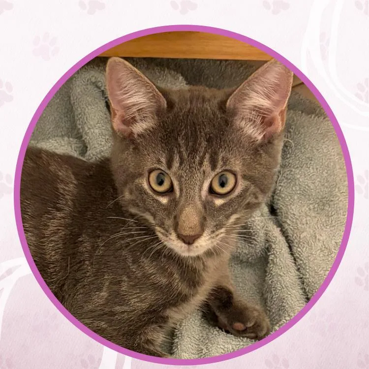 A baby small-sized male Tabby (Brown / Chocolate) Domestic Short Hair cat named Zydeco for adoption in Toms River, NJ