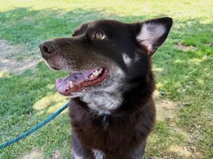 An adult large-sized female Siberian Husky dog named Athena for adoption in Cumming, GA