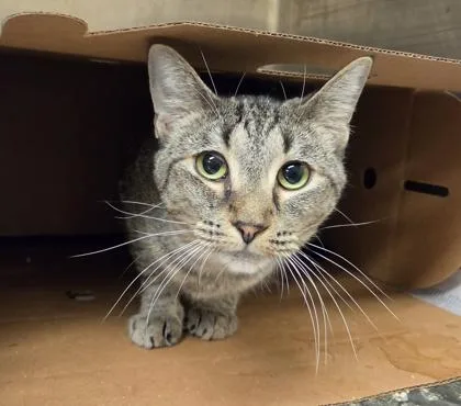 A young large-sized female Domestic Short Hair cat named Willow Rae for adoption in Westland, MI