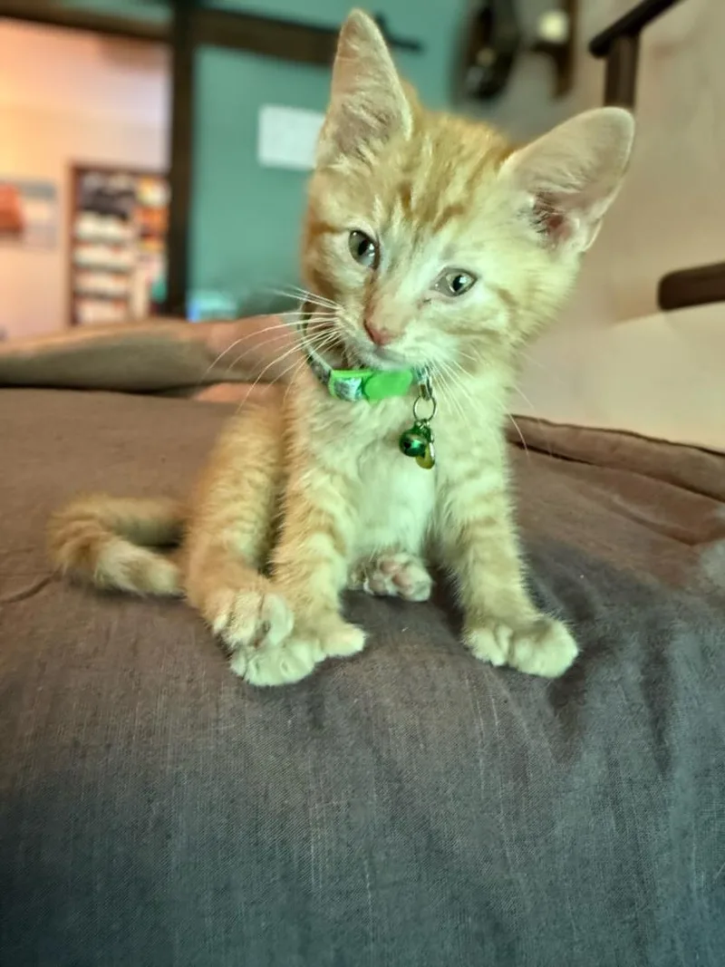 A baby small-sized male Domestic Short Hair cat named Gideon for adoption in Hagerstown, MD