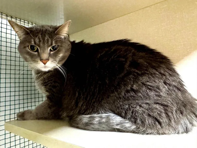 An adult large-sized male Domestic Short Hair cat named Ichabod for adoption in Effingham, IL