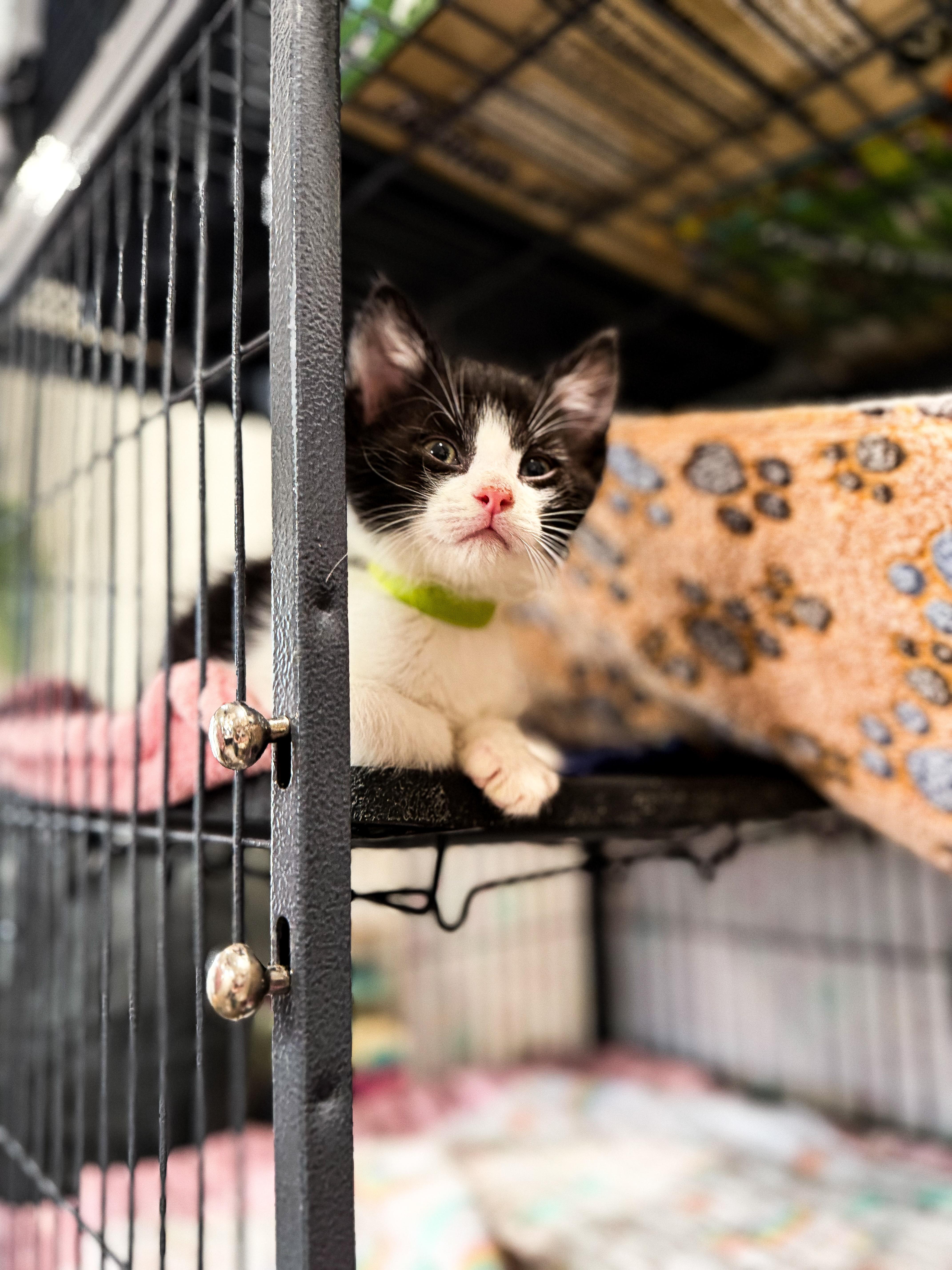 A baby medium-sized male Black & White / Tuxedo Domestic Short Hair cat named Mac for adoption in Sartell, MN